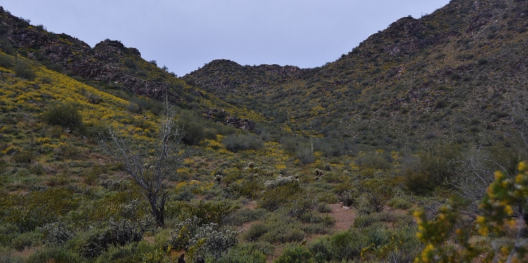 hills with brittlebush